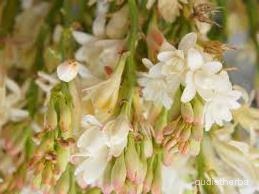 augmented_Polianthes tuberosa flower4_rotated_180.jpeg